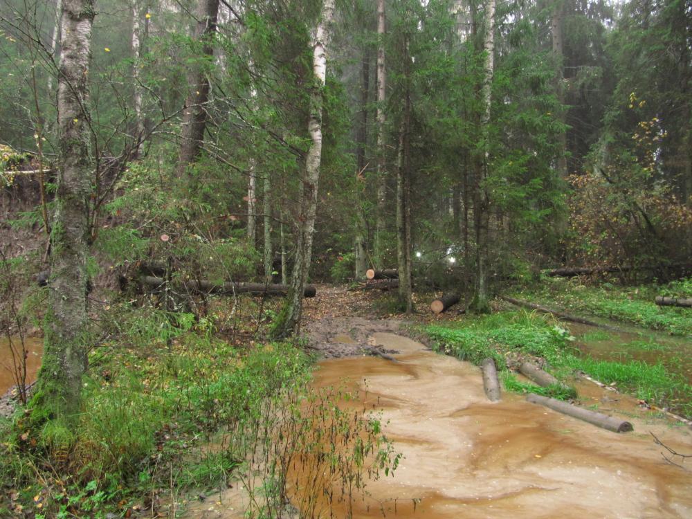 IMG_0229.JPG