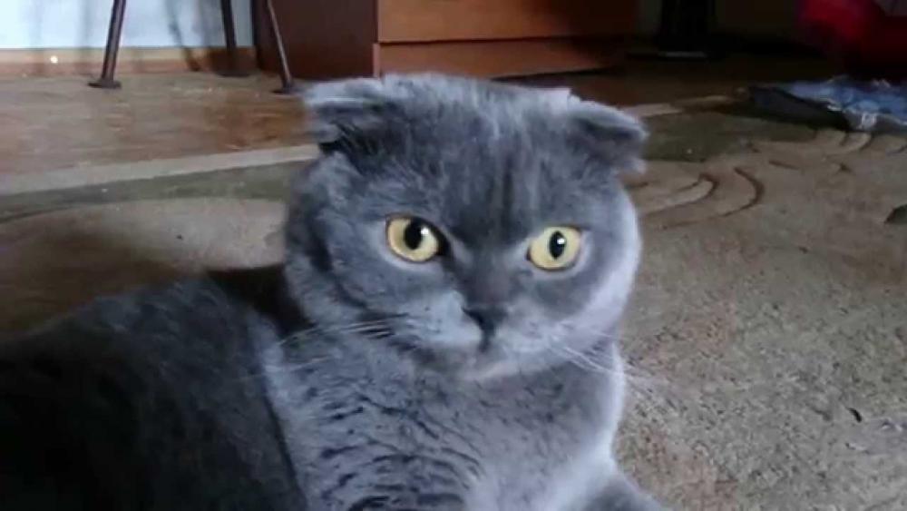 maxresdefault.jpg